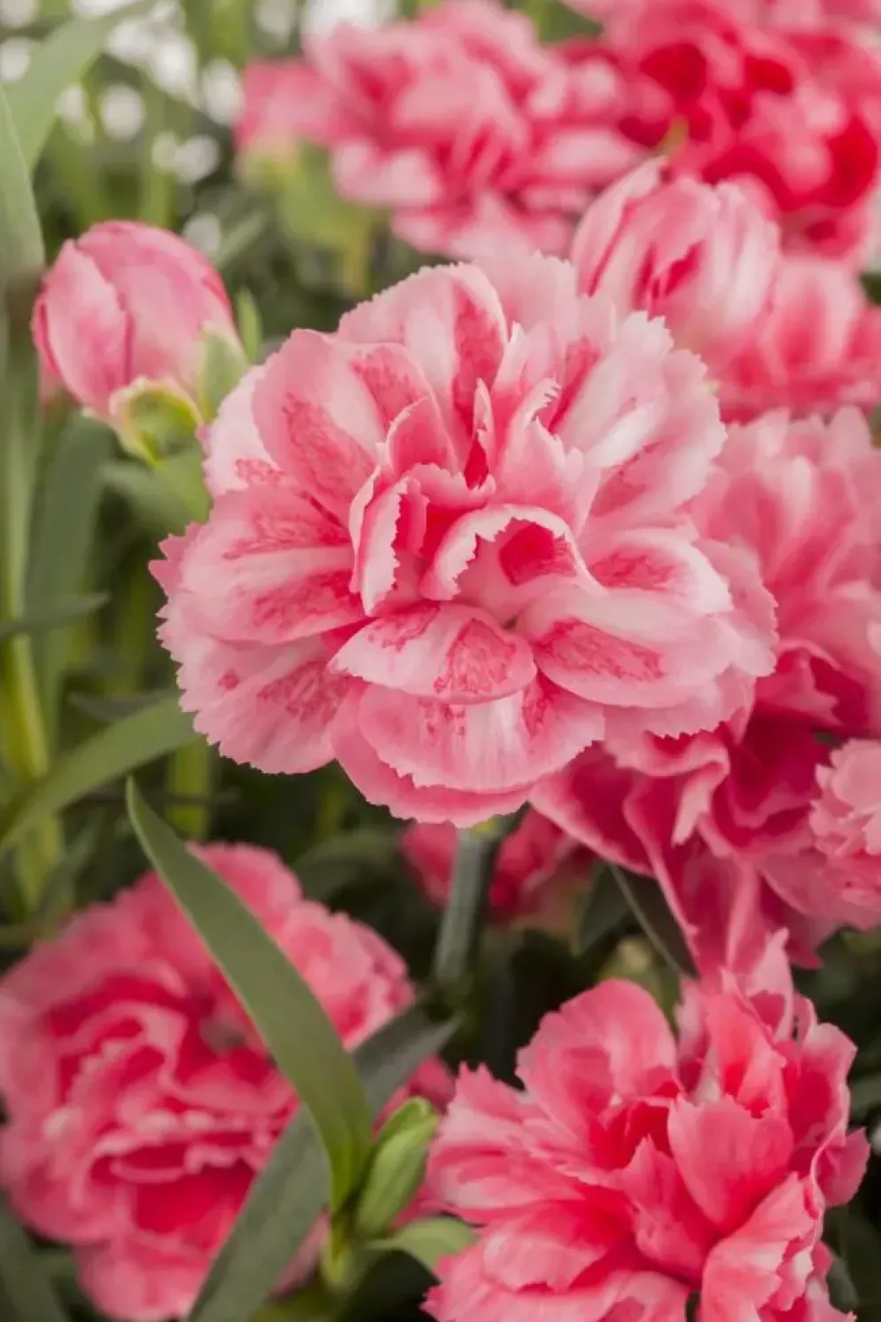 Dianthus caryophyllus (Tuinanjer)