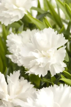 Dianthus caryophyllus (Tuinanjer)