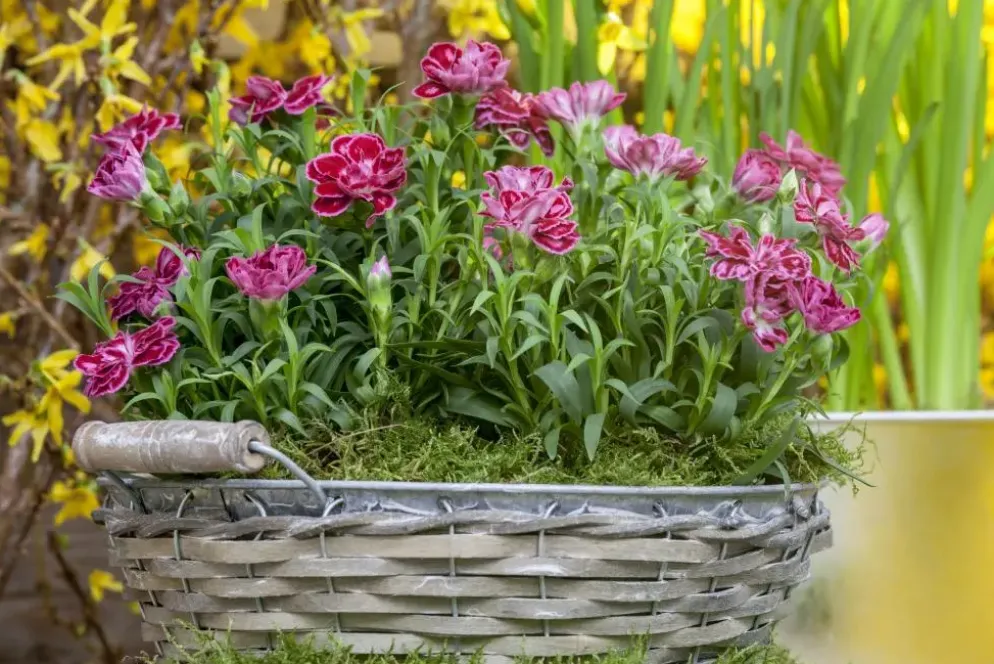 Dianthus caryophyllus (Tuinanjer)