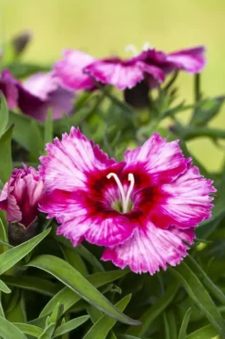Dianthus caryophyllus (Tuinanjer)