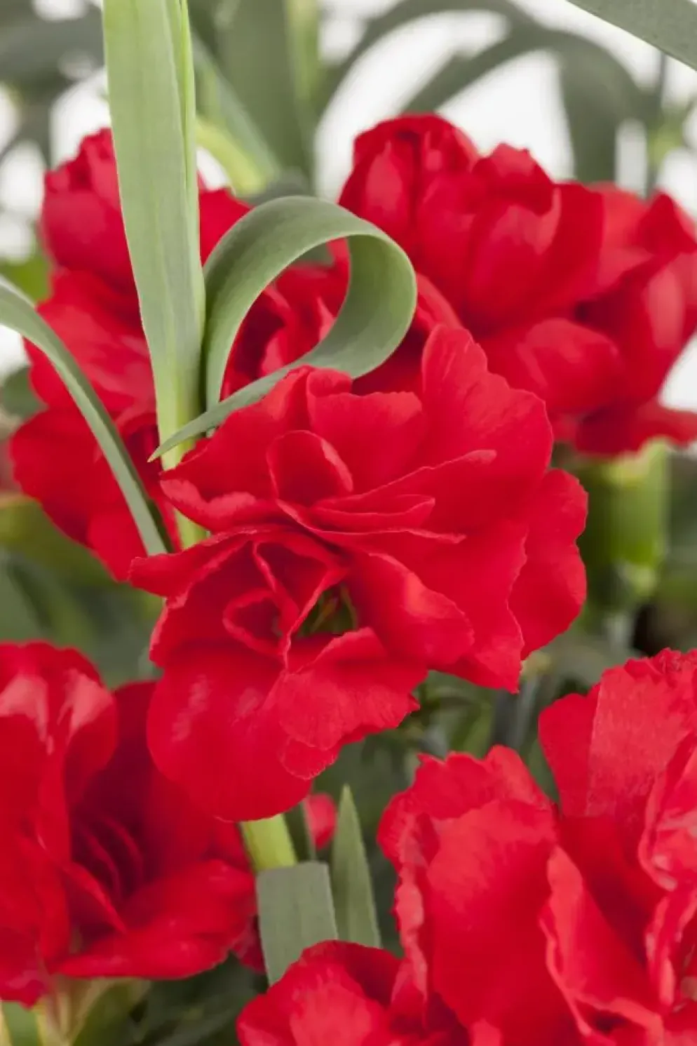 Dianthus caryophyllus (Tuinanjer)