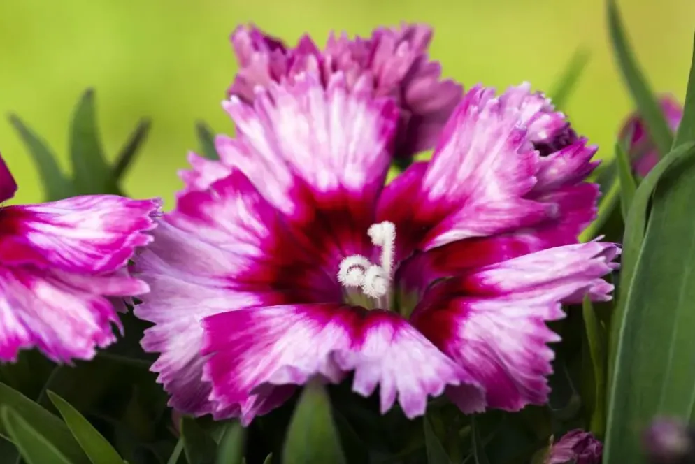 Dianthus caryophyllus (Tuinanjer)