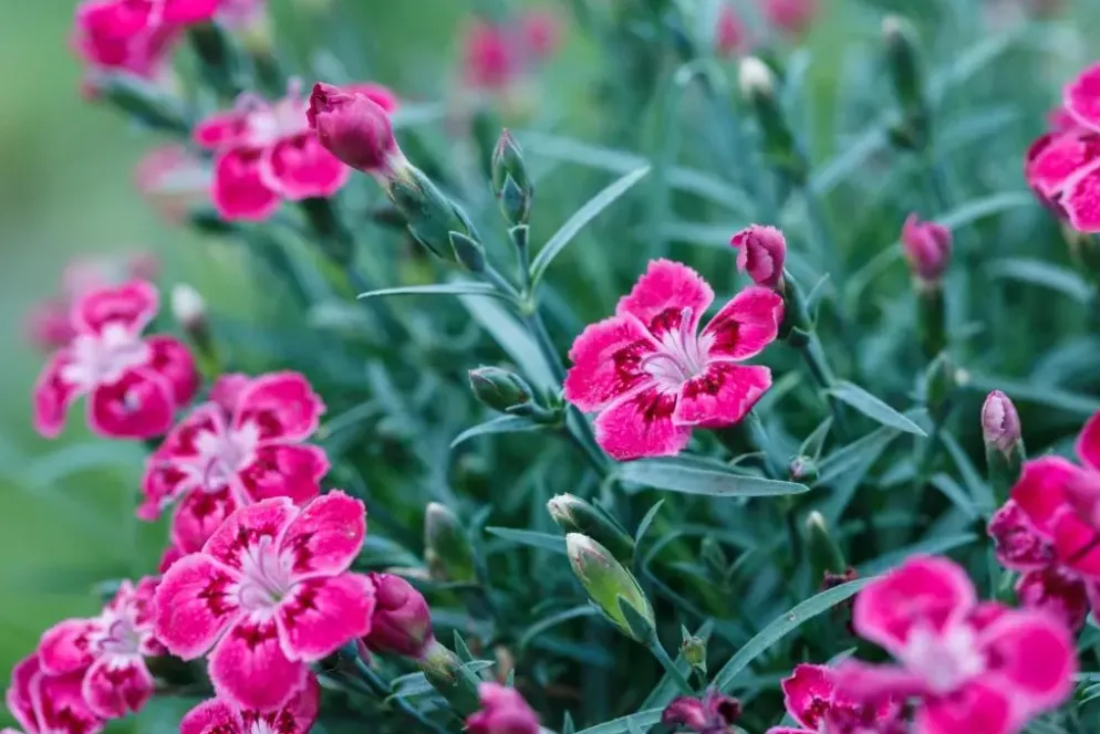 Dianthus caryophyllus (Tuinanjer)