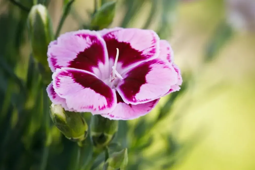 Dianthus caryophyllus (Tuinanjer)