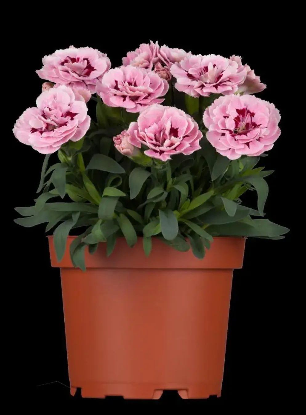 Dianthus caryophyllus (Tuinanjer)