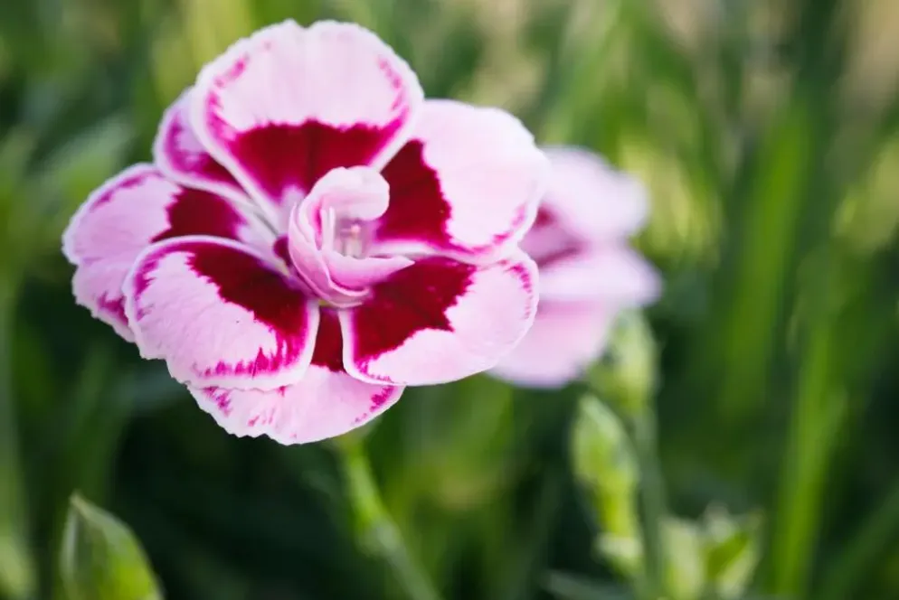 Dianthus caryophyllus (Tuinanjer)