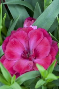 Dianthus caryophyllus (Tuinanjer)