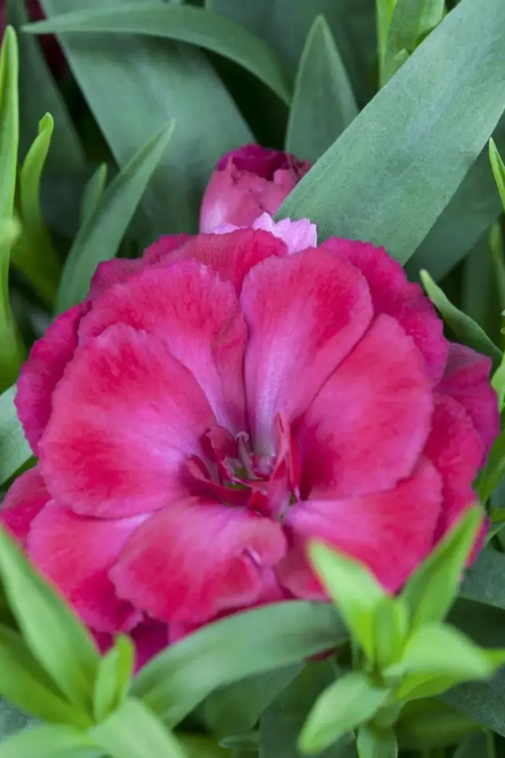 Dianthus caryophyllus (Tuinanjer)