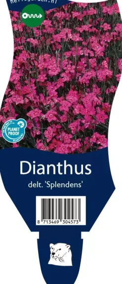 Dianthus deltoides 'Splendens' (Steenanjer)