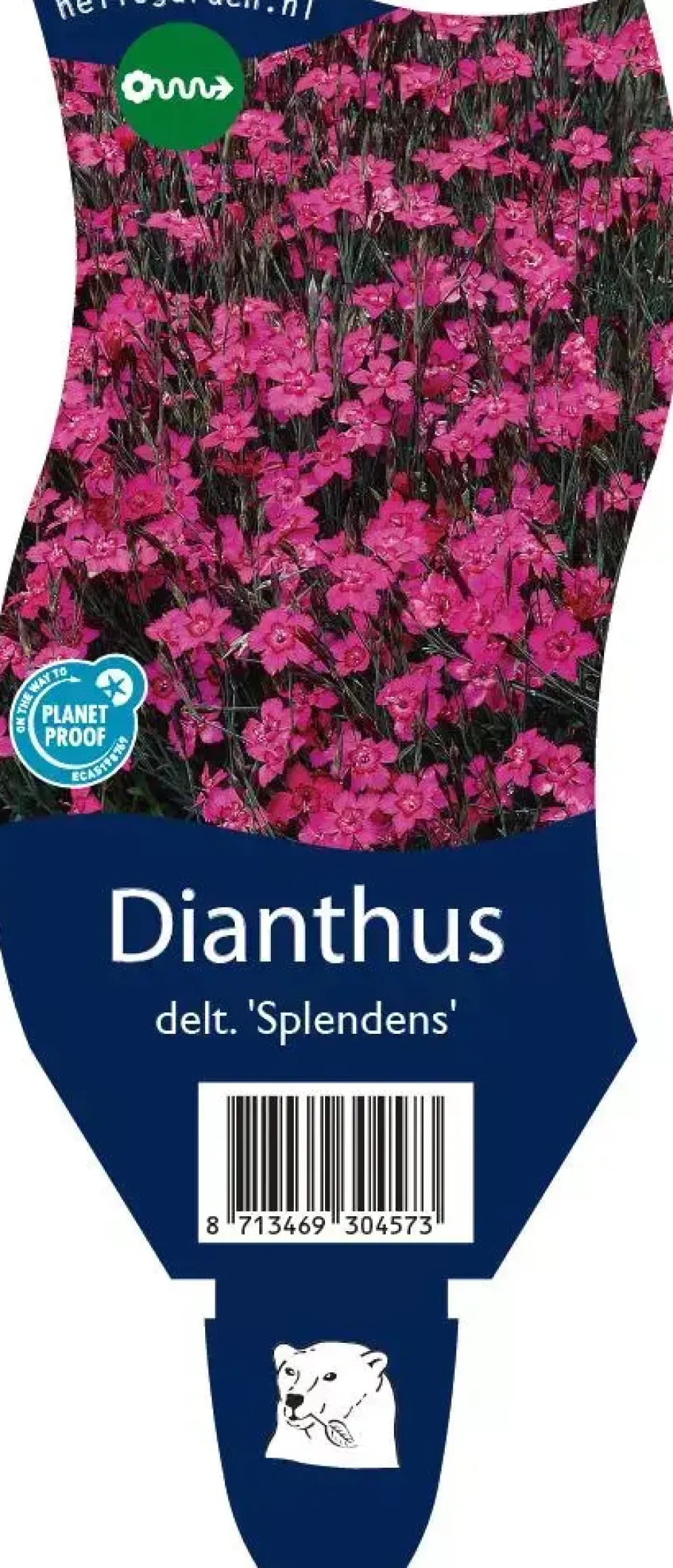 Dianthus deltoides 'Splendens' (Steenanjer)