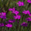 Dianthus deltoides (Steenanjer)