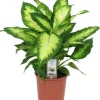 Dieffenbachia camilla (Dief van Bagdad) 55cm