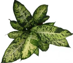 Dieffenbachia compacta (Dief van Bagdad) 55cm