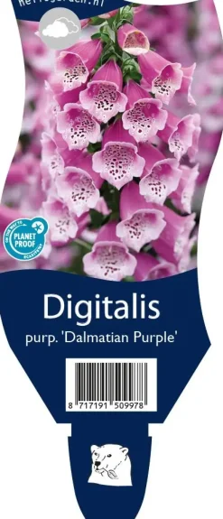 Digitalis purpurea 'Dalmatian Purple' (Vingerhoedjeskruid)