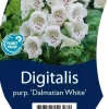 Digitalis purpurea 'Dalmatian White' (Vingerhoedjeskruid)