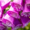 Digitalis purpurea, pink (Gewoon vingerhoedskruid)