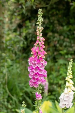 Digitalis purpurea, pink (Gewoon vingerhoedskruid)
