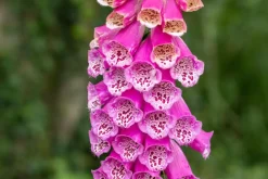 Digitalis purpurea, pink (Gewoon vingerhoedskruid)
