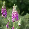 Digitalis purpurea (Vingerhoedskruid)