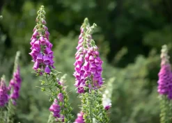Digitalis purpurea (Vingerhoedskruid)