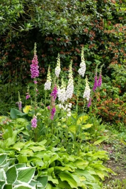 Digitalis purpurea (Vingerhoedskruid)