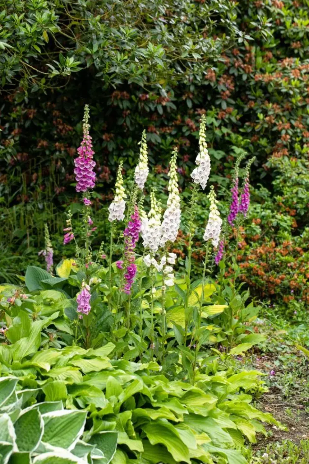Digitalis purpurea (Vingerhoedskruid)