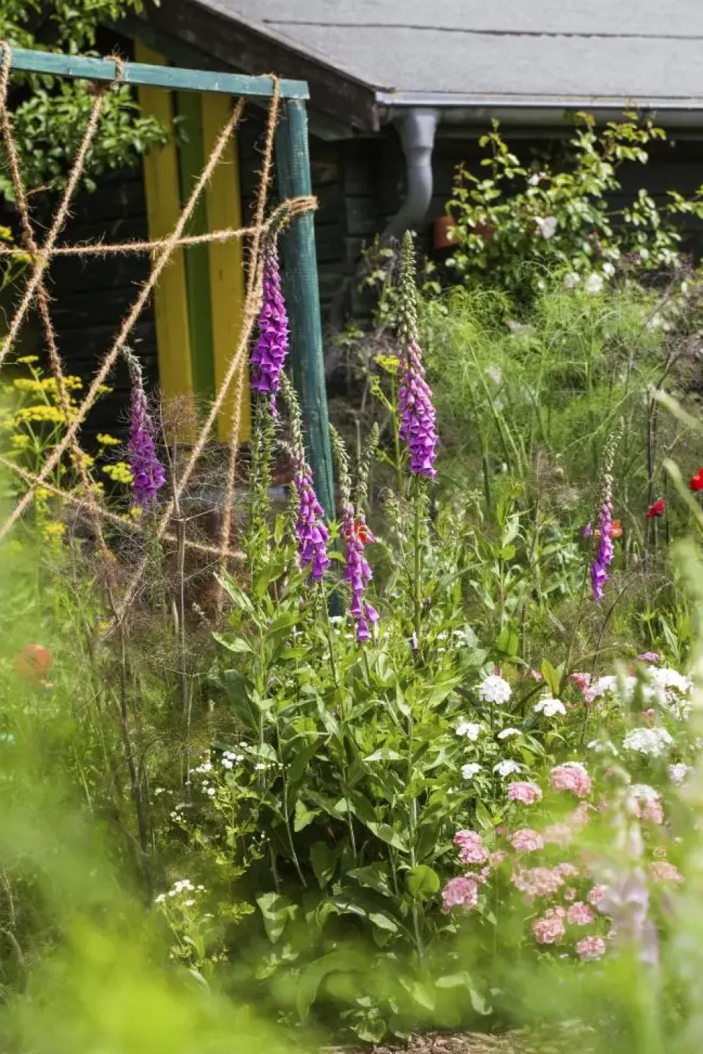 Digitalis purpurea (Vingerhoedskruid)