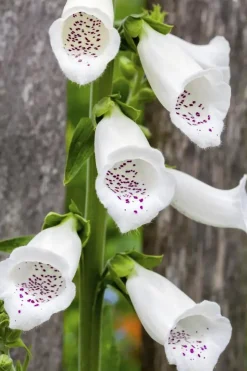 Digitalis purpurea (Vingerhoedskruid)