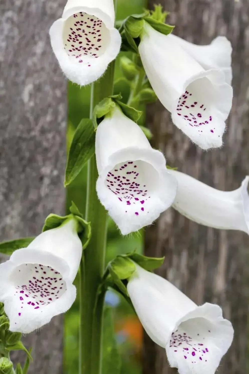 Digitalis purpurea (Vingerhoedskruid)