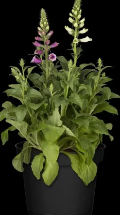 Digitalis purpurea (Vingerhoedskruid)