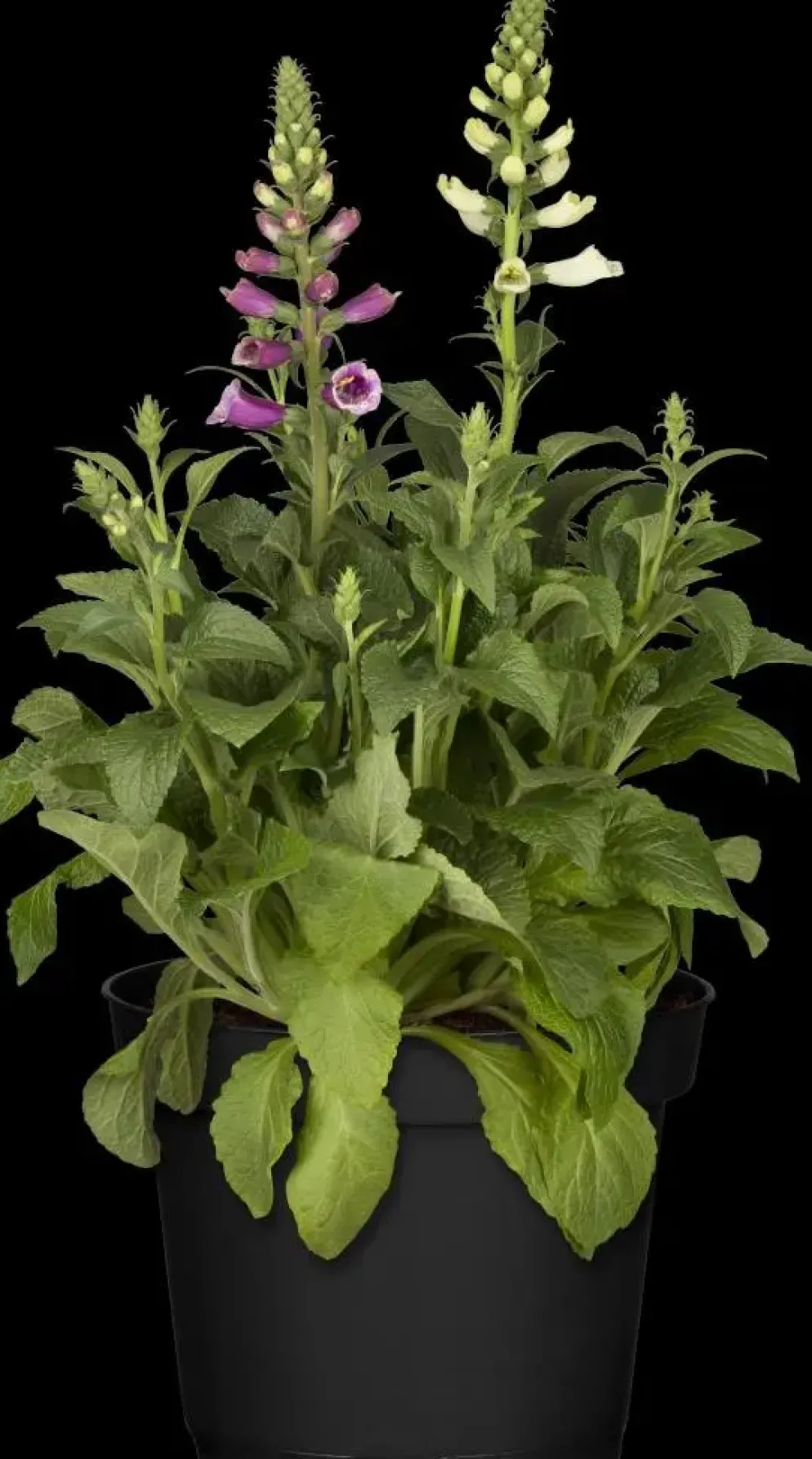 Digitalis purpurea (Vingerhoedskruid)