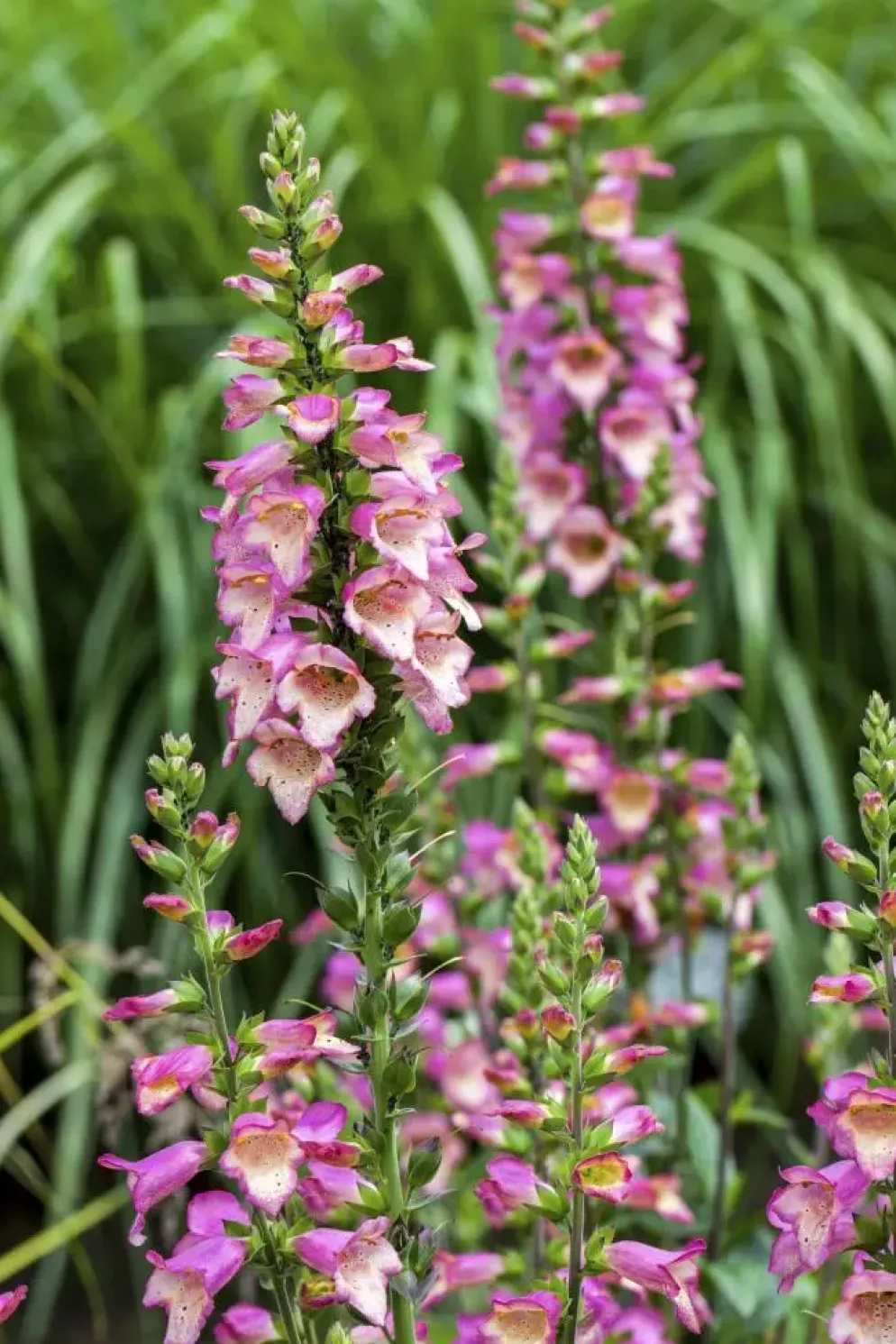 Digitalis purpurea (Vingerhoedskruid)