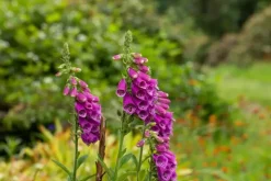 Digitalis purpurea (Vingerhoedskruid)