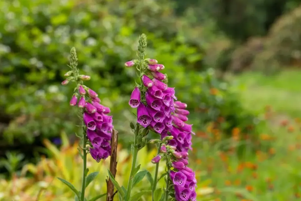 Digitalis purpurea (Vingerhoedskruid)
