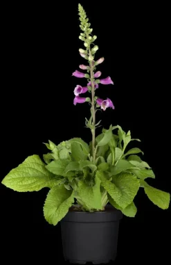 Digitalis purpurea (Vingerhoedskruid)