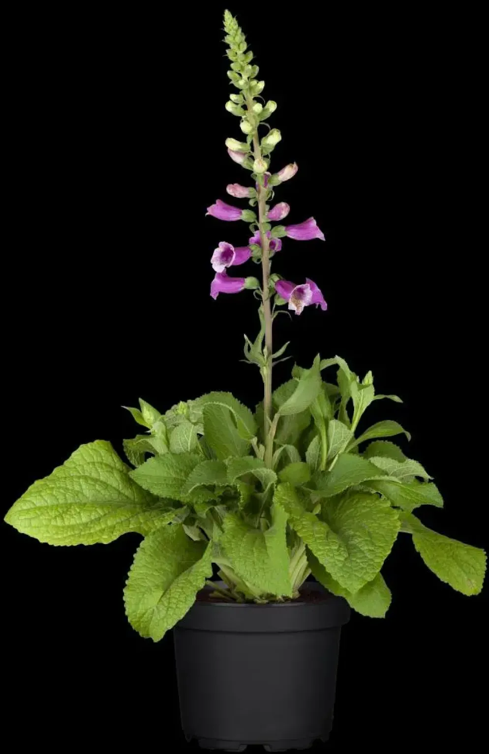 Digitalis purpurea (Vingerhoedskruid)