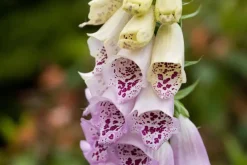 Digitalis purpurea (Vingerhoedskruid)
