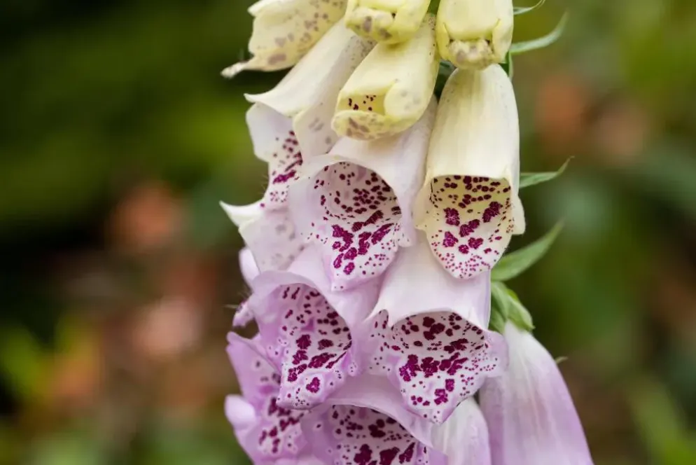 Digitalis purpurea (Vingerhoedskruid)