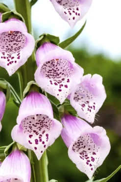 Digitalis purpurea (Vingerhoedskruid)