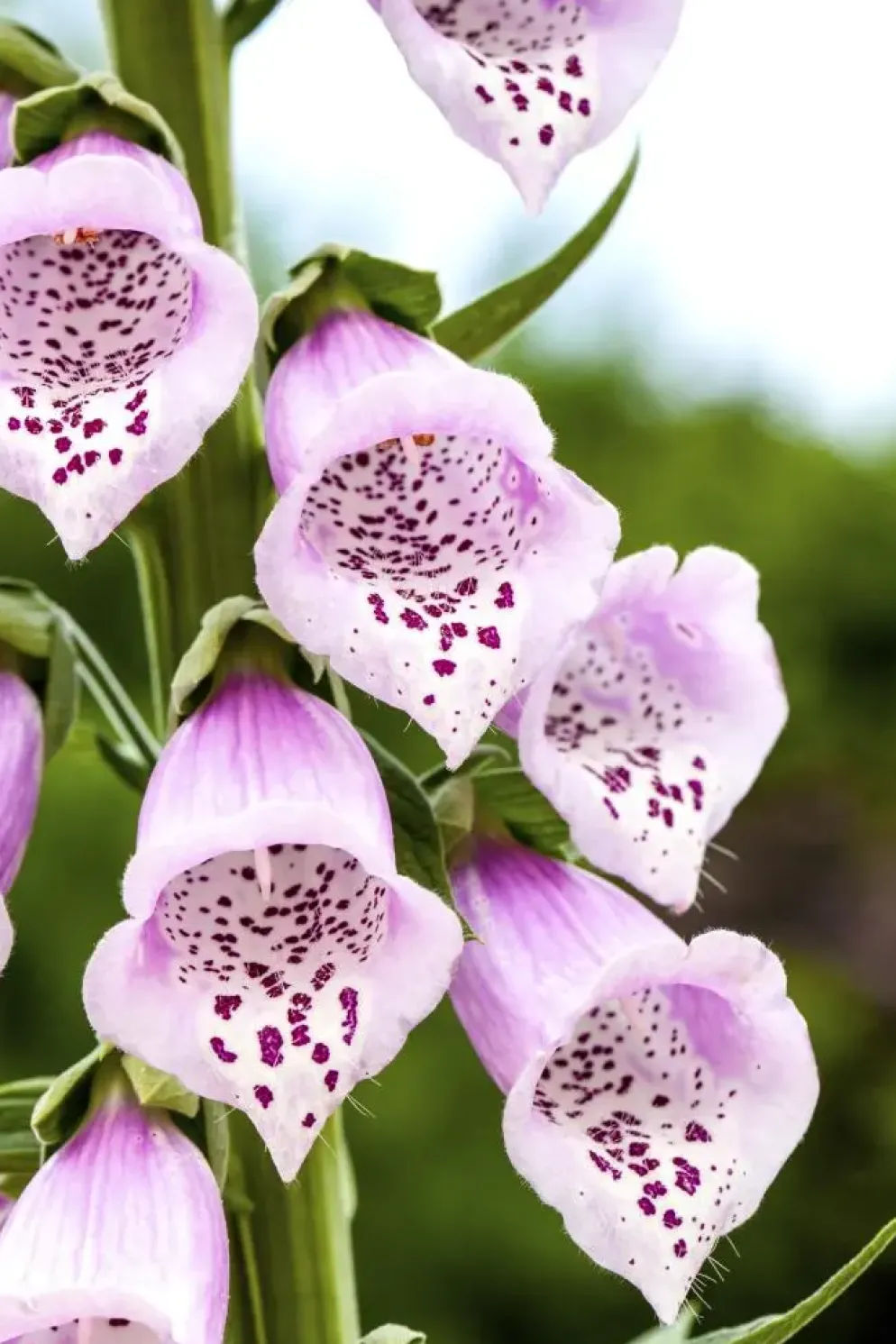 Digitalis purpurea (Vingerhoedskruid)