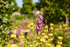 Digitalis purpurea (Vingerhoedskruid)