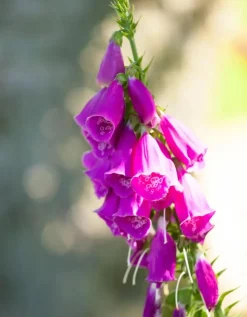 Digitalis purpurea (Vingerhoedskruid)