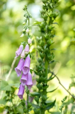 Digitalis purpurea (Vingerhoedskruid)