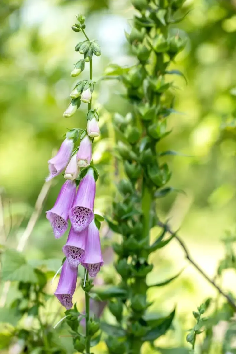 Digitalis purpurea (Vingerhoedskruid)