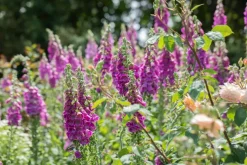 Digitalis purpurea (Vingerhoedskruid)