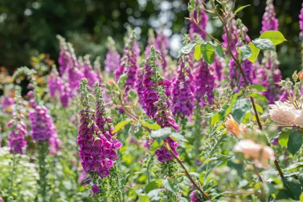 Digitalis purpurea (Vingerhoedskruid)