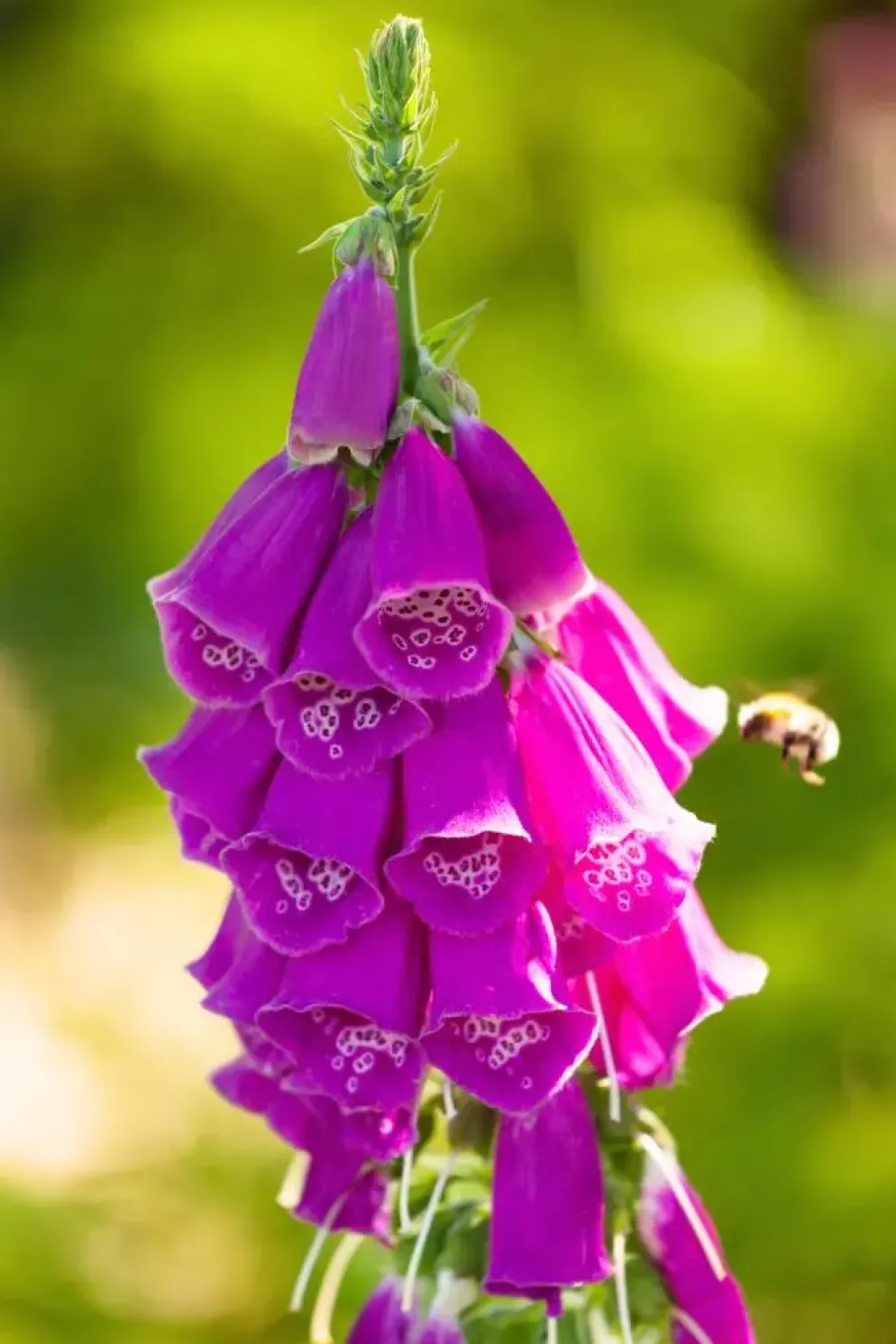 Digitalis purpurea (Vingerhoedskruid)