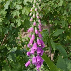 Digitalis purpurea (Vingerhoedskruid)