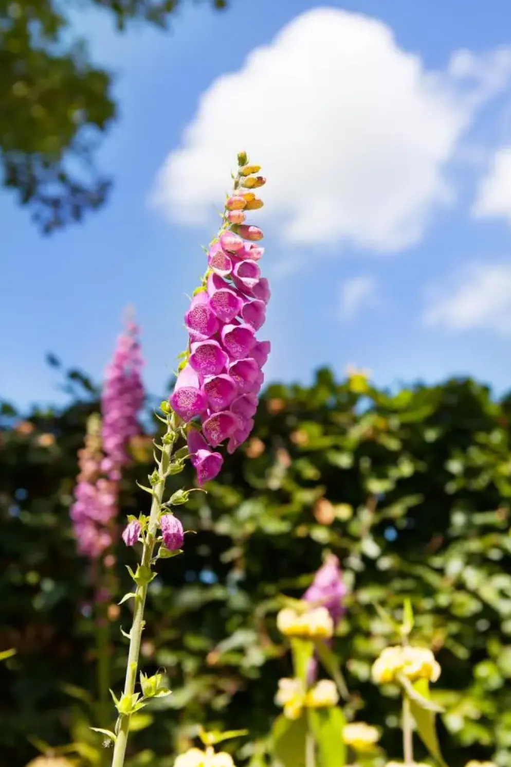 Digitalis purpurea (Vingerhoedskruid)