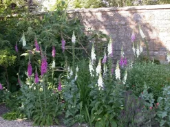 Digitalis purpurea (Vingerhoedskruid)